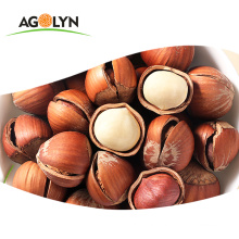 Nice snack Natural palatable Dried raw Hazelnuts In Shell
